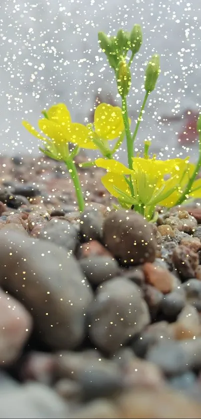 Yellow flowers blossoming among pebbles.