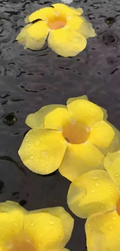 Vibrant yellow flowers on a rain-kissed surface.