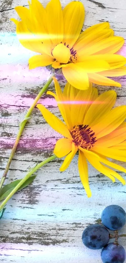 Two yellow flowers on rustic wooden surface with blueberries.