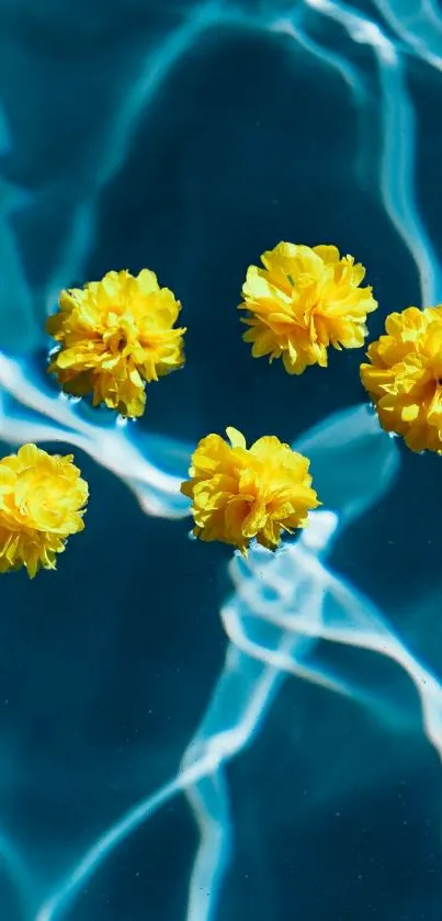 Yellow flowers floating on calm blue water background.