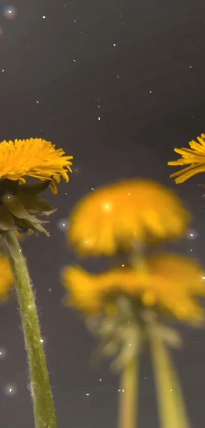 Blurred yellow flowers with a starry sky background for phones.