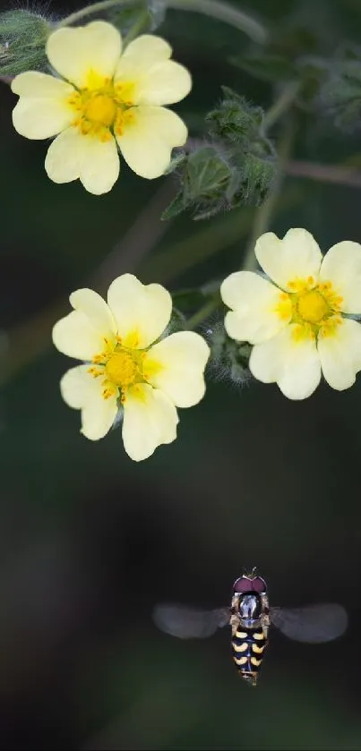Yellow flowers with hoverfly on dark green background.