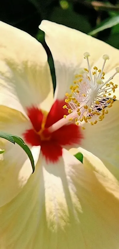 Close-up of a vibrant yellow hibiscus flower with detailed petals.