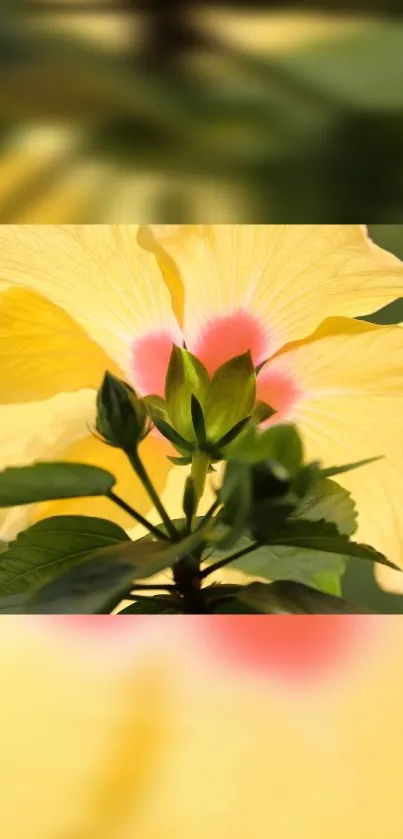 Vibrant yellow hibiscus flower close-up wallpaper.