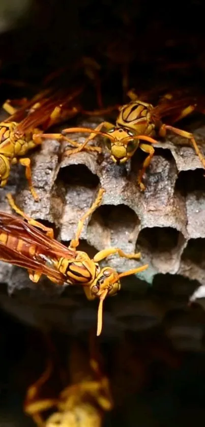 Close-up of yellow jackets on a hive, vibrant and detailed.