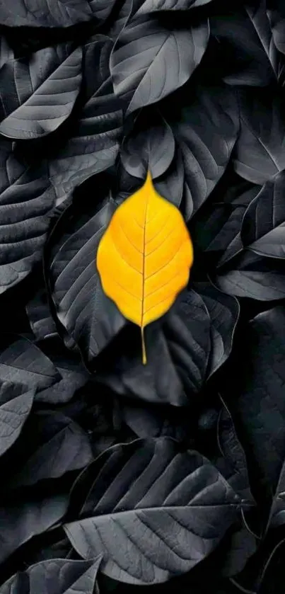 Single yellow leaf on dark foliage background.
