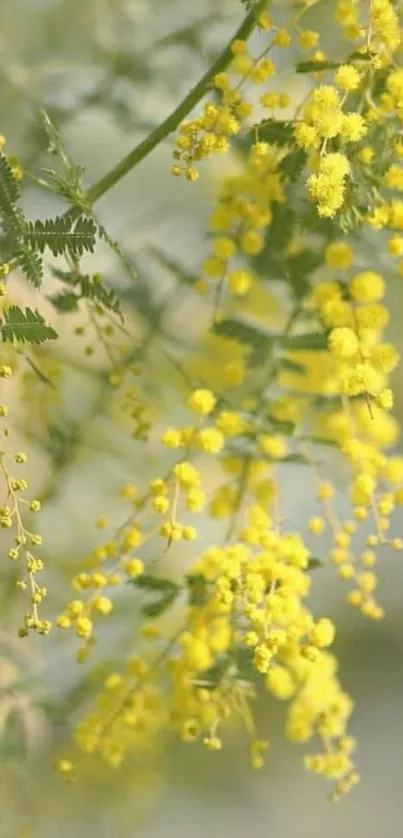 Vibrant yellow floral wallpaper showcasing delicate flowers against a natural backdrop.