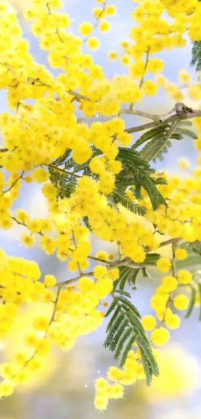 Yellow mimosa flowers against blue sky wallpaper.