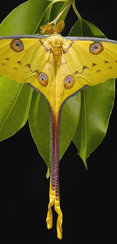 Yellow moth resting on green leaves with a dark background.