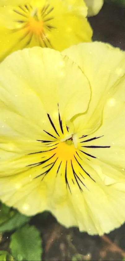 Yellow pansy flower on green background.