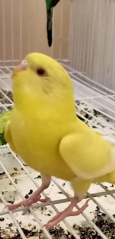 Vibrant yellow parakeet in a cage with a piece of lettuce.