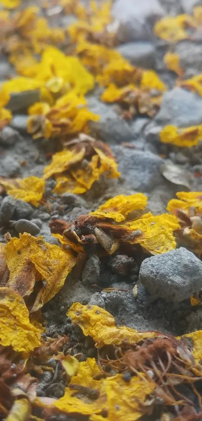 Vibrant yellow flower petals on grey stones.