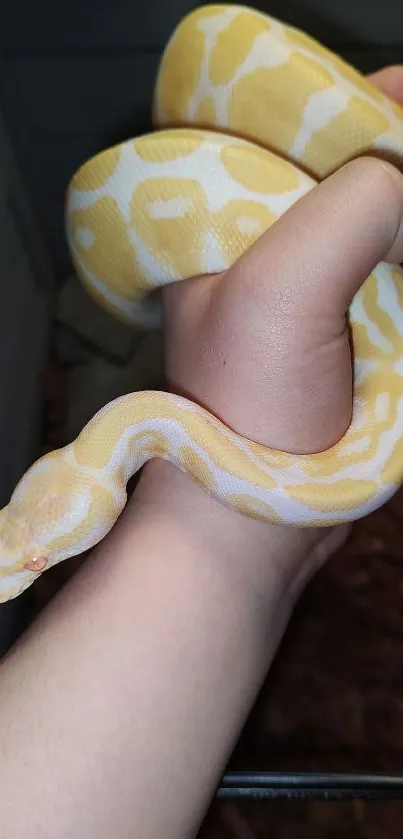 Yellow python in a hand, close-up view.