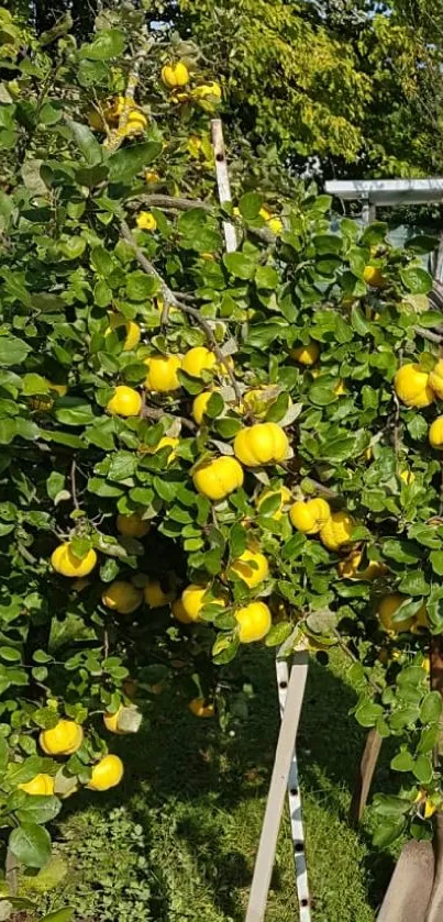 Green quince tree with yellow fruits in sunlight.