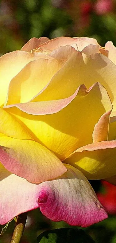 Close-up of a vibrant yellow rose with pink edges on mobile wallpaper.