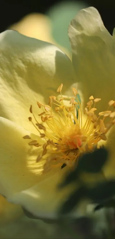 Close-up of a yellow rose blossom with soft green leaves.