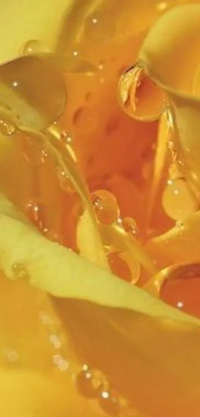 Close-up of a vibrant yellow rose with dewdrops on petals.