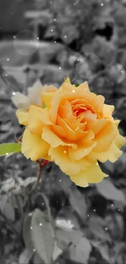 Yellow rose with blurred monochrome backdrop.