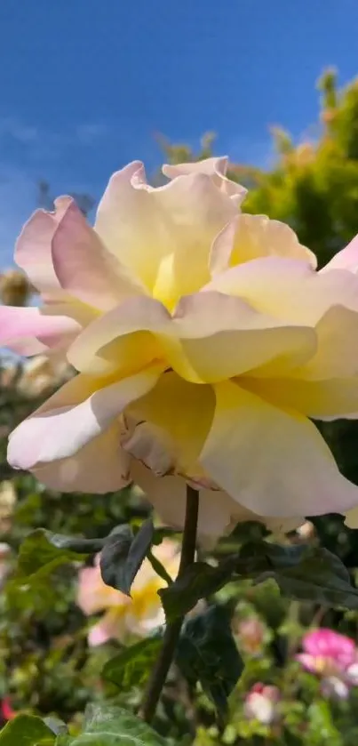 Beautiful yellow rose in a lush garden under a clear blue sky.