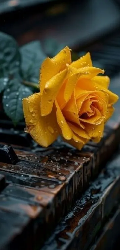 Yellow rose resting on wet piano keys.