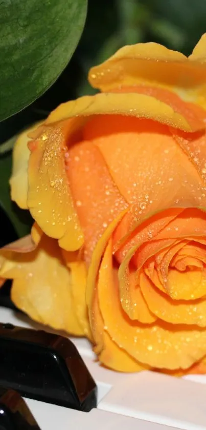 Yellow rose and green leaves on piano keys.