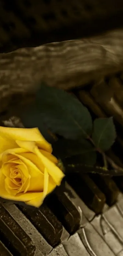 Yellow rose on vintage piano keys background.