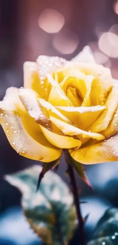 Yellow rose with raindrops and blurred background, perfect for mobile wallpaper.