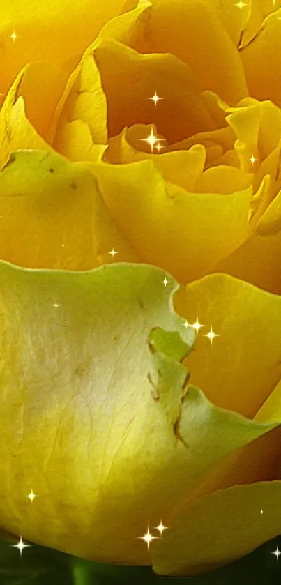 Yellow rose with sparkle effects mobile wallpaper.