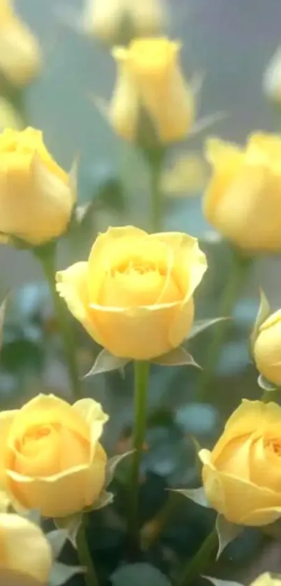 Close-up of vibrant yellow roses in full bloom.