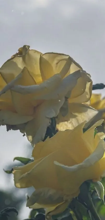 Yellow roses in sunlight with a soft sky background.