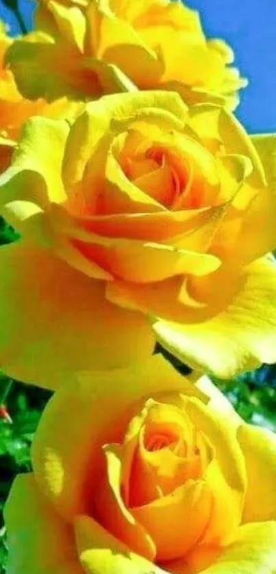 Vibrant yellow roses against a blue sky.