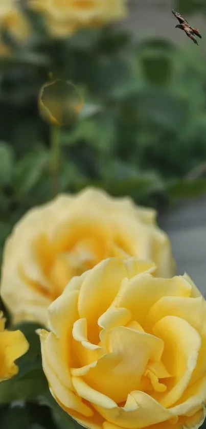 Mobile wallpaper of yellow roses with an insect hovering nearby.