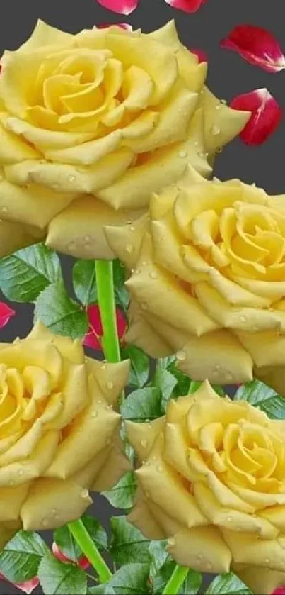 Yellow roses with red petals wallpaper for mobile.