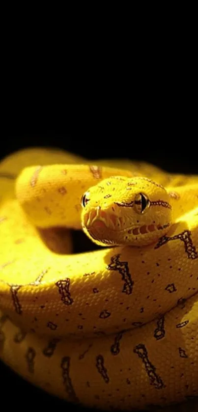 Yellow snake curled on a black background wallpaper.