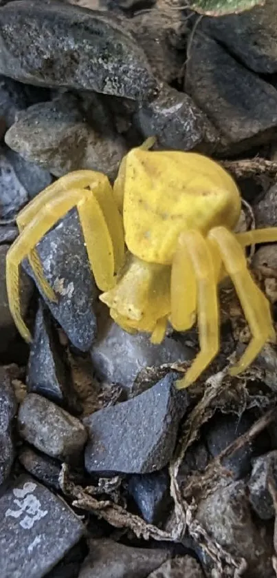 Vibrant yellow spider crawling on a rocky surface.