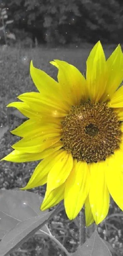 Yellow sunflower with monochrome background, striking contrast.