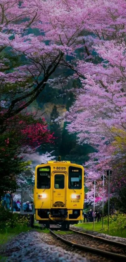 Yellow train on a railway surrounded by pink cherry blossoms.