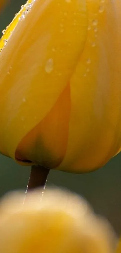 Close-up of a vibrant yellow tulip with water droplets.