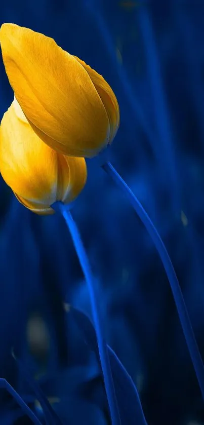 Yellow tulip against a deep blue background.