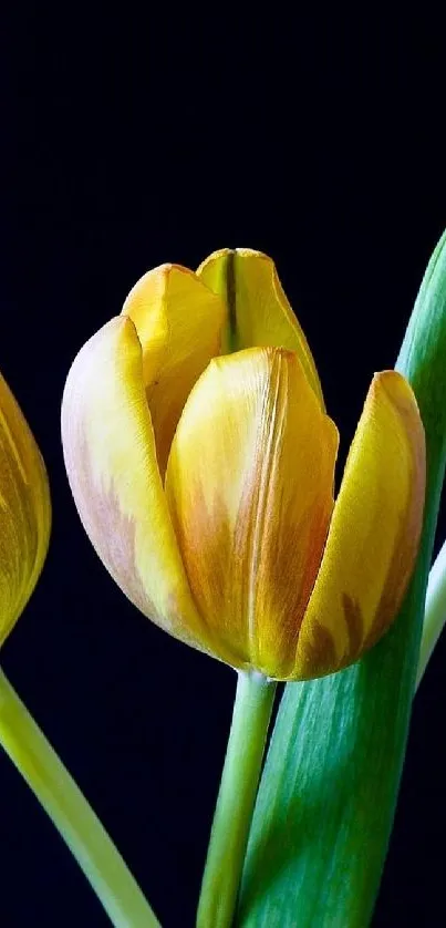 Yellow tulip on a dark background with green leaves.