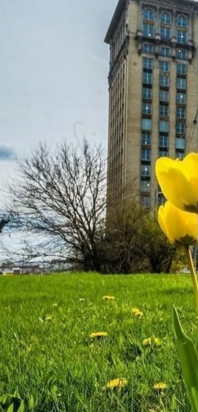 Yellow tulip with building backdrop and green grass.