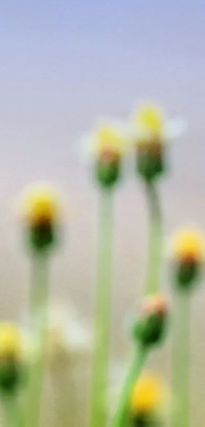 Close-up of yellow wildflowers against a soft blurry background.