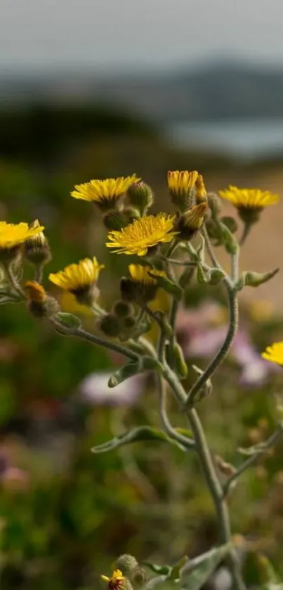 Yellow wildflowers in focus on blurred nature background.