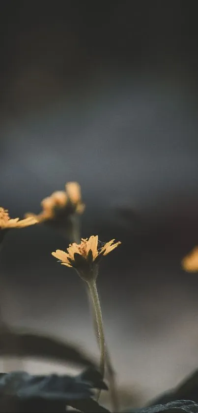 Yellow wildflowers with dark gray background, perfect for mobile wallpaper.