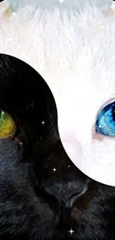 Yin Yang cat design with contrasting eyes.