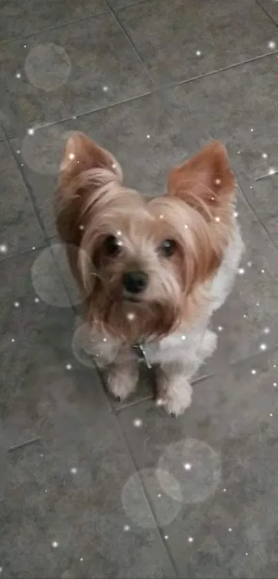 Yorkshire Terrier sitting on gray tiles with sparkle effects.