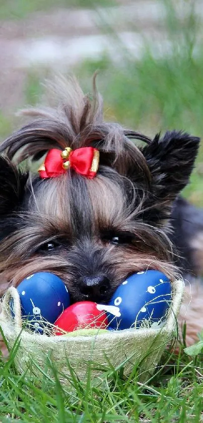 Cute Yorkshire Terrier with bow on grass