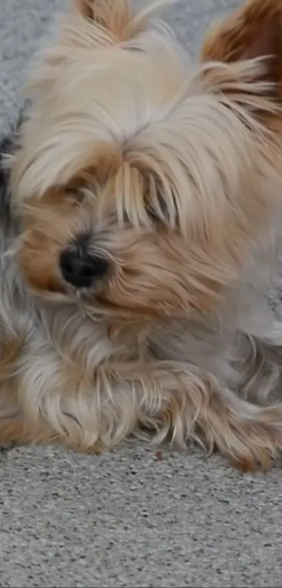 Yorkshire Terrier lying on pavement, cute and fluffy.