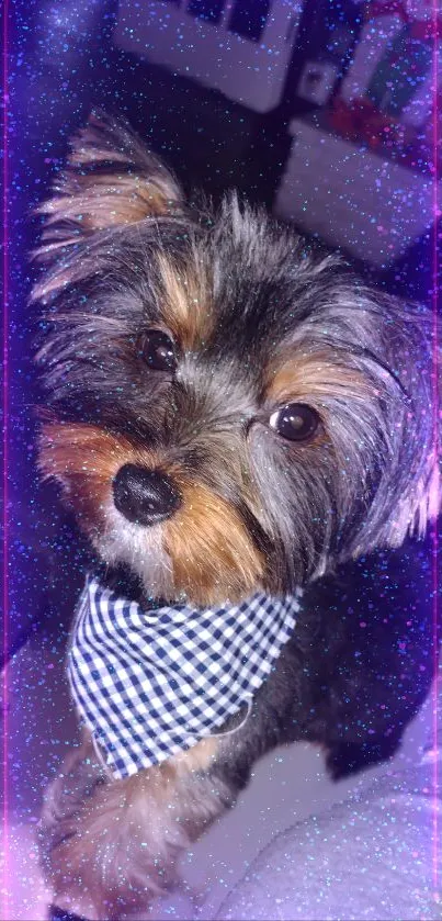 Cute Yorkshire Terrier with a sparkling effect on a mobile wallpaper.