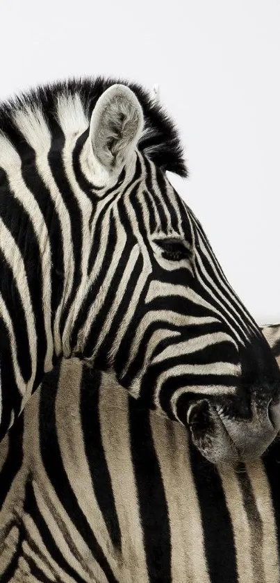 Close-up of a zebra's black and white striped pattern.